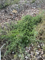 Ibervillea sonorae