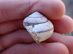 Helminthoglypta stiversiana