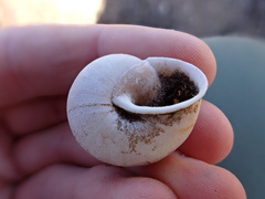 Helminthoglypta stiversiana