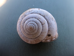 Helminthoglypta stiversiana