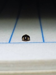 Hyperaspis pseudodonzeli