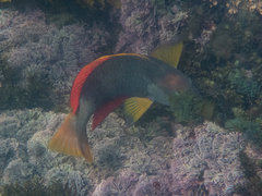 Notolabrus gymnogenis