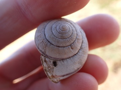 Helminthoglypta stiversiana