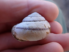 Helminthoglypta stiversiana