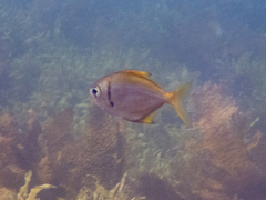 Schuettea scalaripinnis