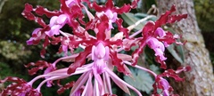 Epidendroideae