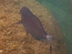 Prionurus microlepidotus