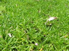 Carpobrotus glaucescens