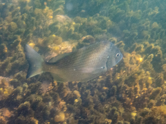 Acanthopagrus australis