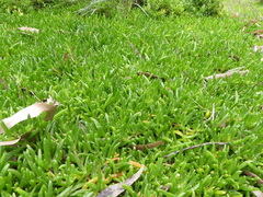 Carpobrotus glaucescens