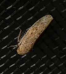 Curtara