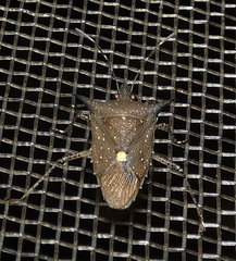 Proxys albopunctulatus