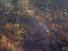 Acanthopagrus australis