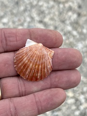 Argopecten irradians