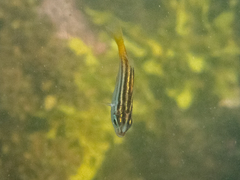 Atypichthys strigatus
