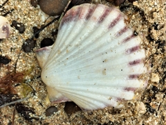 Pecten fumatus