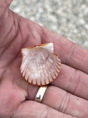 Argopecten irradians