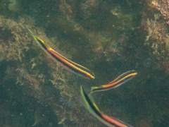 Trachinops taeniatus