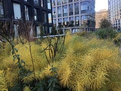 Amsonia hubrichtii