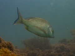 Acanthopagrus australis