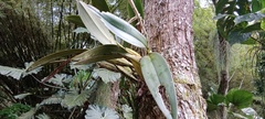 Epidendroideae