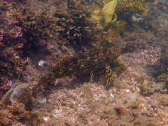 Aplodactylus lophodon