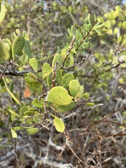 Maytenus phyllanthoides