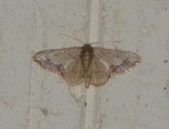 Idaea kendallaria