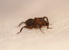 Methidrysis afflicta