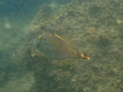 Meuschenia trachylepis