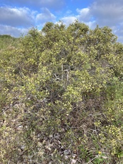 Maytenus phyllanthoides