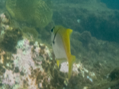 Schuettea scalaripinnis