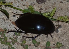 Hydrophilus ovatus