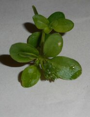 Polycarpon tetraphyllum