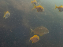 Schuettea scalaripinnis