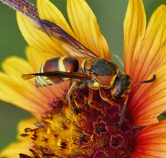 Euodynerus hidalgo hidalgo