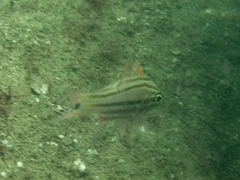 Ostorhinchus limenus