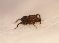 Methidrysis afflicta