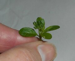 Polycarpon tetraphyllum