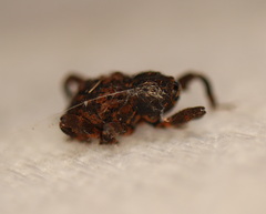 Methidrysis afflicta
