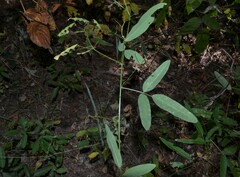 Desmodium glabellum