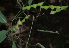 Desmodium glabellum