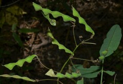 Desmodium glabellum