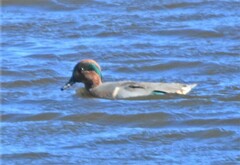 Anas crecca carolinensis