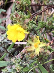 Hibbertia crinita
