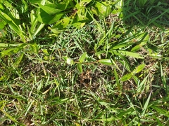 Gomphrena celosioides