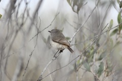 Acanthiza robustirostris