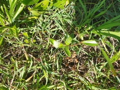 Gomphrena celosioides