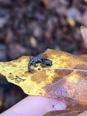 Ensatina eschscholtzii