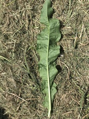 Taraxacum officinale